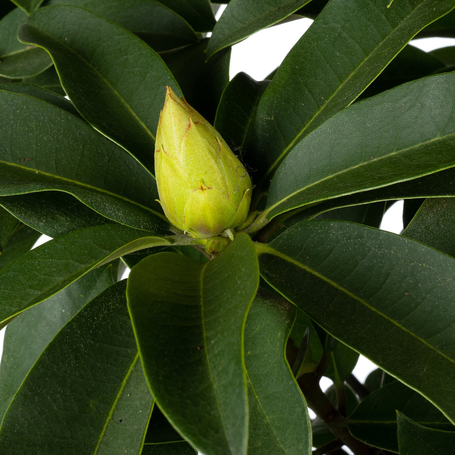 Rhododendron (Rhododendron 'XXL') D 23 H 80 cm