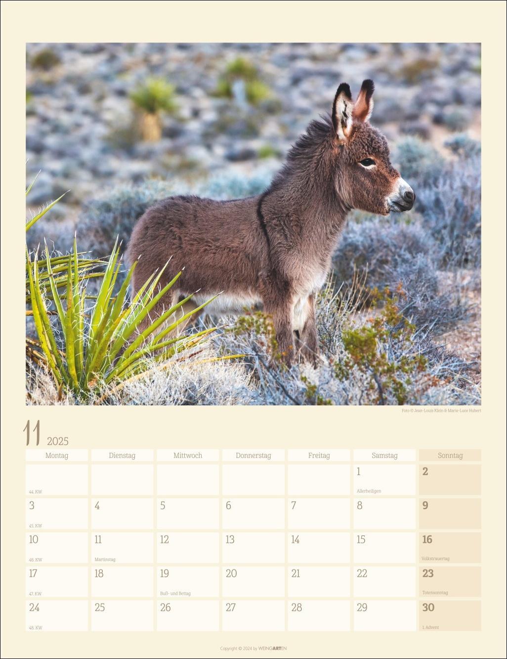 Esel Kalender 2025
