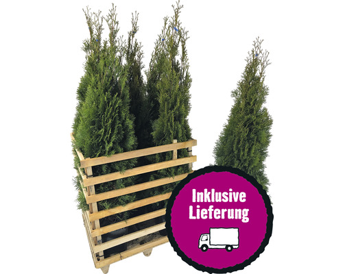 x FloraSelf Thuja occidentalis 'Smaragd' levensboom, 125-150 cm hoog, ClickCo, voor ca. 3 m haag