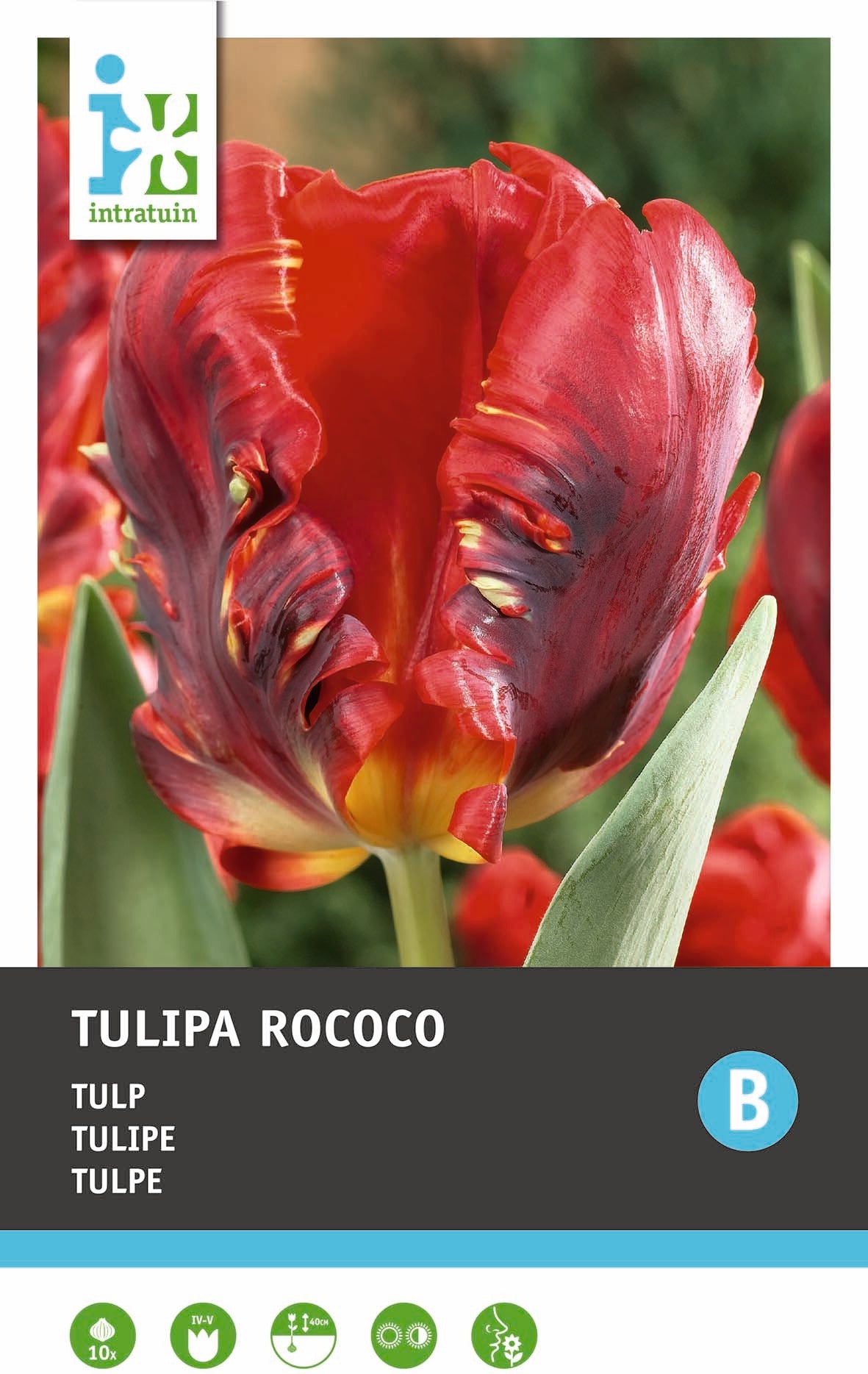 Intratuin bloembollen Tulp (Tulipa 'Rococo')10 stuks