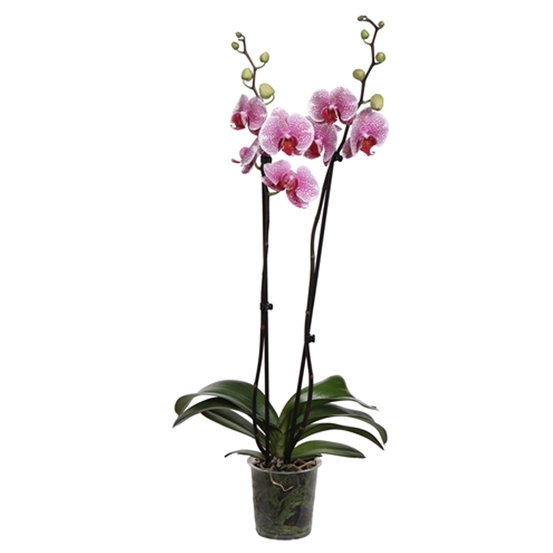 PHALAENOPSIS PANDORRA 2 TIGES D12 H55