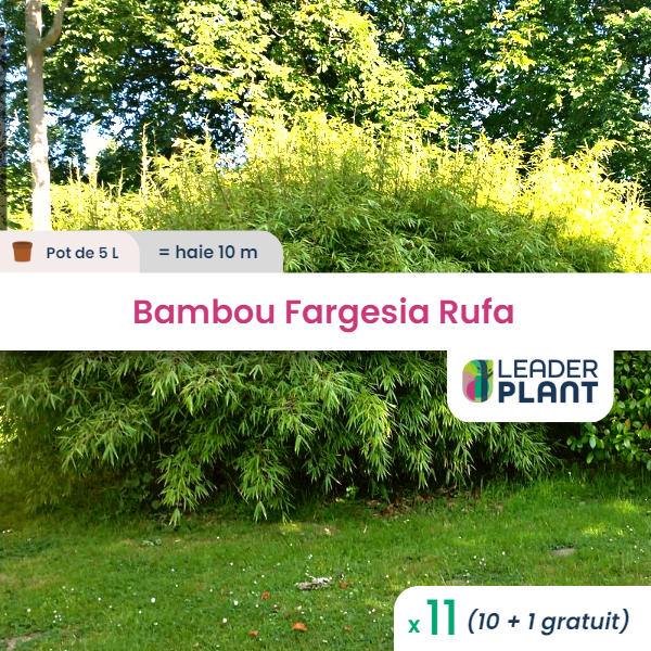 11 x bambou fargesia rufa en pot de 5 l