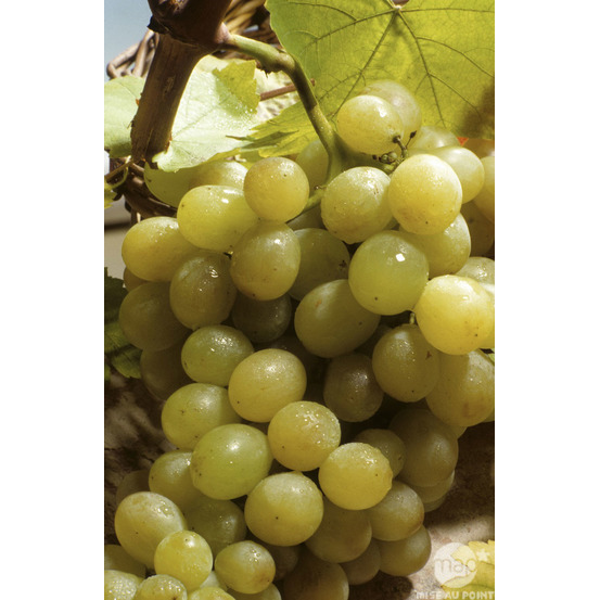 Vigne 'Italia' : pot de 1,5 litres