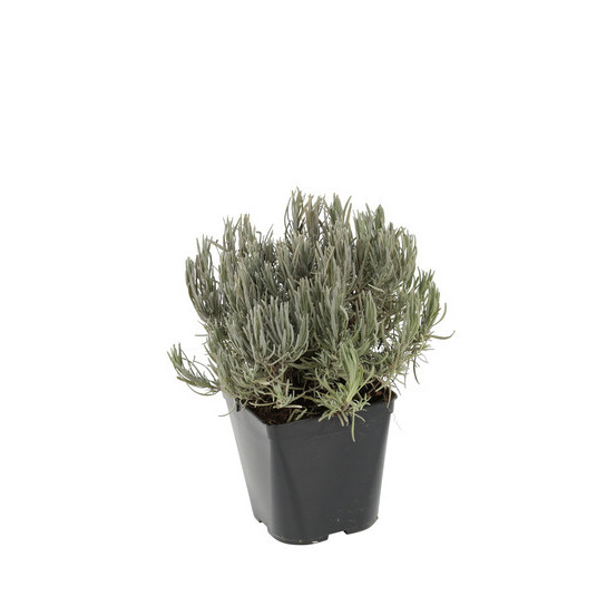 Lavandula angustifolia : C2L - Coloris variables