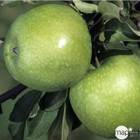 Pommier Granny Smith® : ½ tige, 4-5 ans, H 170-180 cm