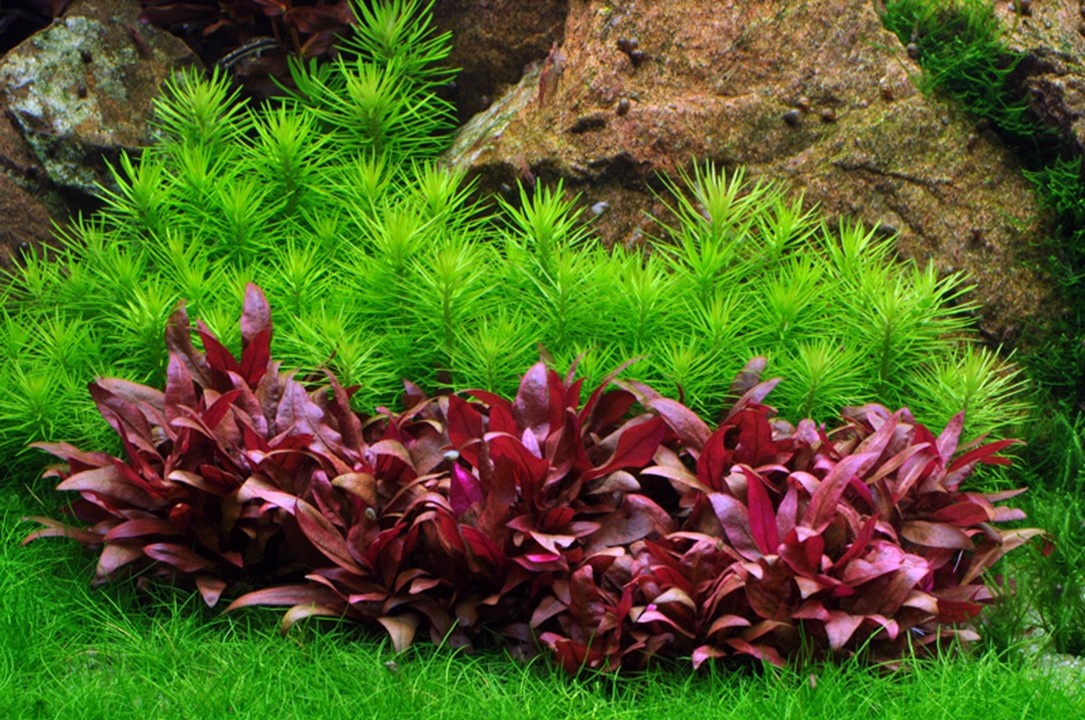 Waterplant Pogostemon Deccanensis