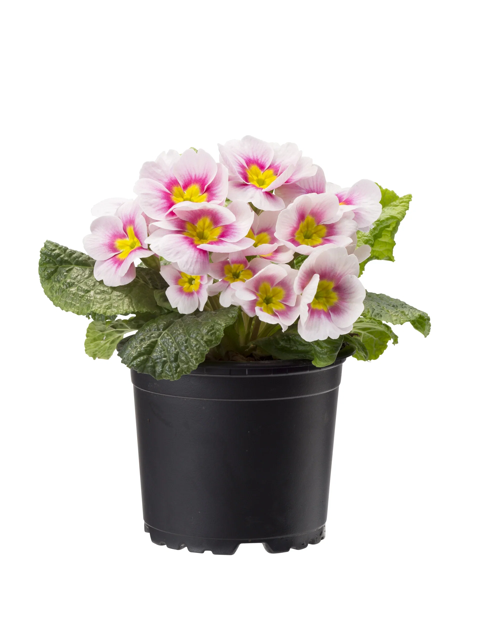 Primula vulgaris 10,5 cm Primula Ø10,5 cm