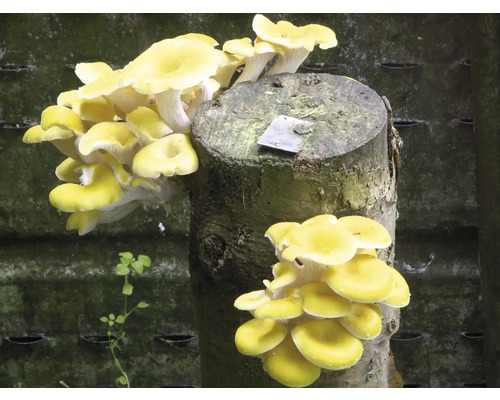 Paddenstoelen kweekset 