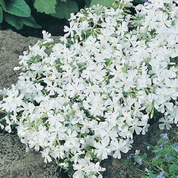 Kruipphlox (Phlox 'Calvides White') D 9 H 10 cm