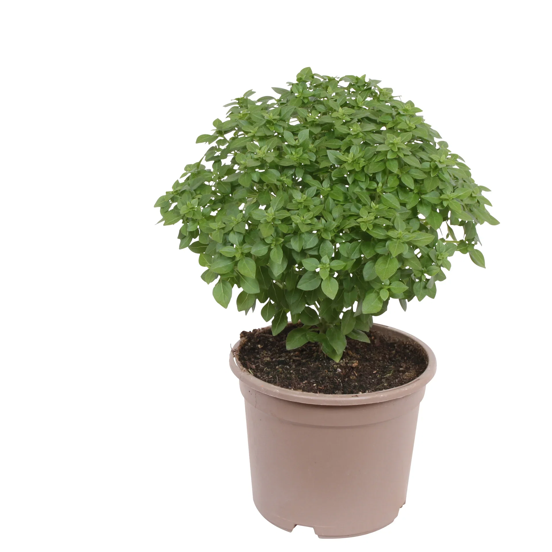 Ocimum Basilicum 'Greek Basil' Småbladet basilikum 'Greek Bush' Ø14 cm