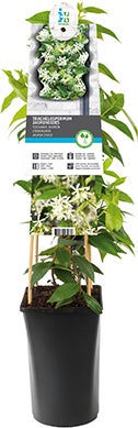 Toscaanse Jasmijn (Trachelospermum jasminoides) D 21 H 150 cm