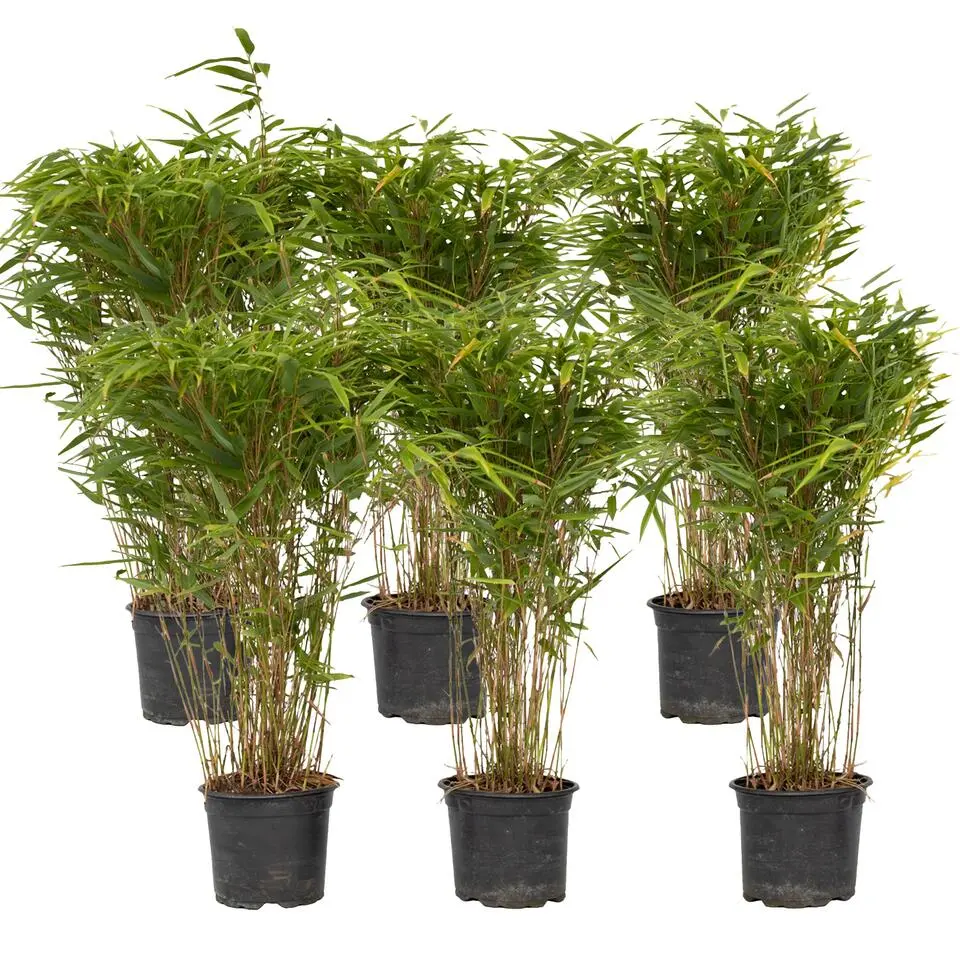 Bamboe - Set van 6 - Fargesia nitida 'Gansu' - Hoogte 50-70cm - ⌀17cm