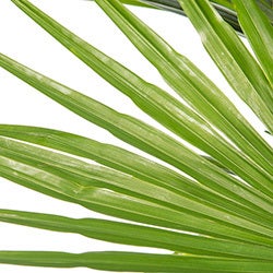 Chinese Waaierpalm (Trachycarpus fortunei) D 10 H 60 cm
