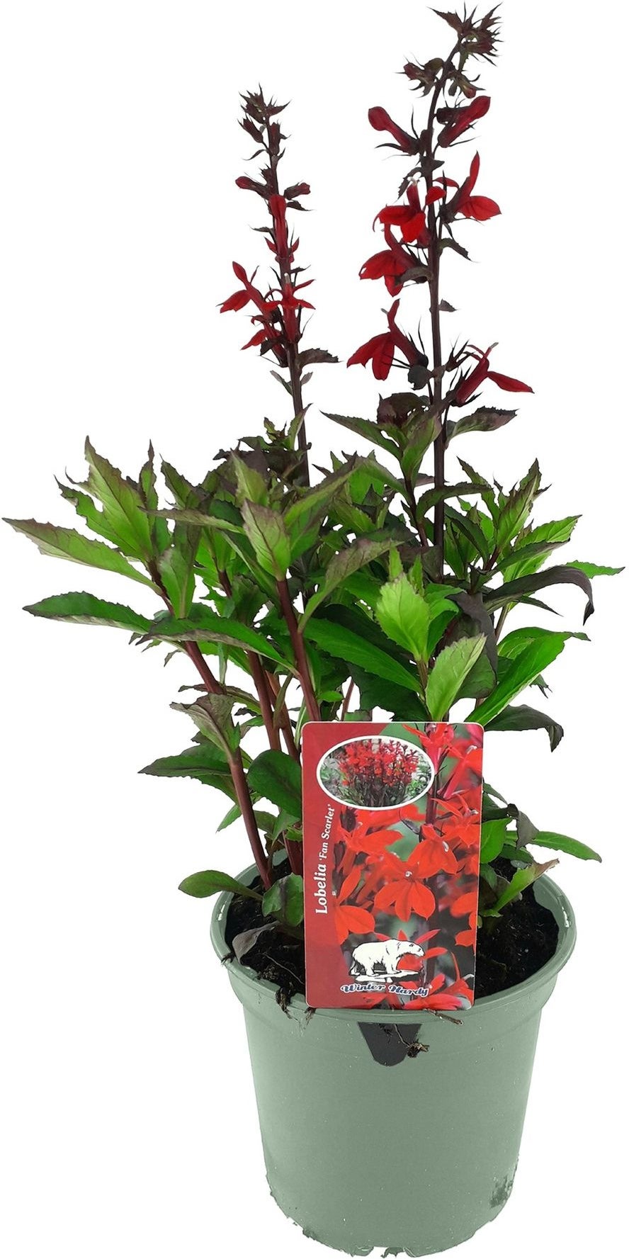 Lobelia (Lobelia speciosa 'Fan Scarlet') D 17 H 45 cm