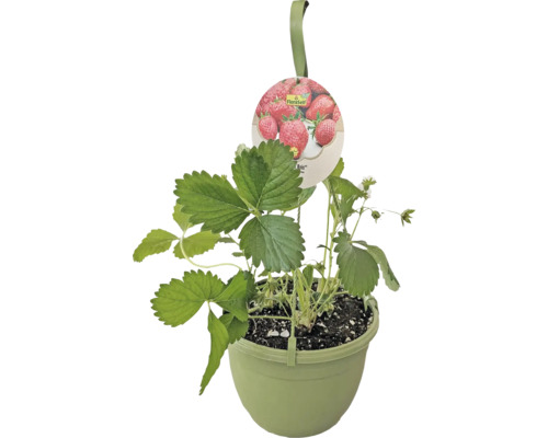 Biologische Aardbeien Hangplant FloraSelf Organic Ø 20 cm Hangpot, Hangende Aardbei