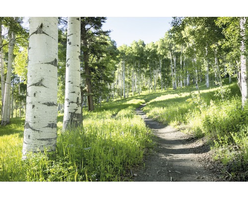 Fotobehang vliesbehang 18988 Birch Tree Trail 7 stuks. 350x260cm
