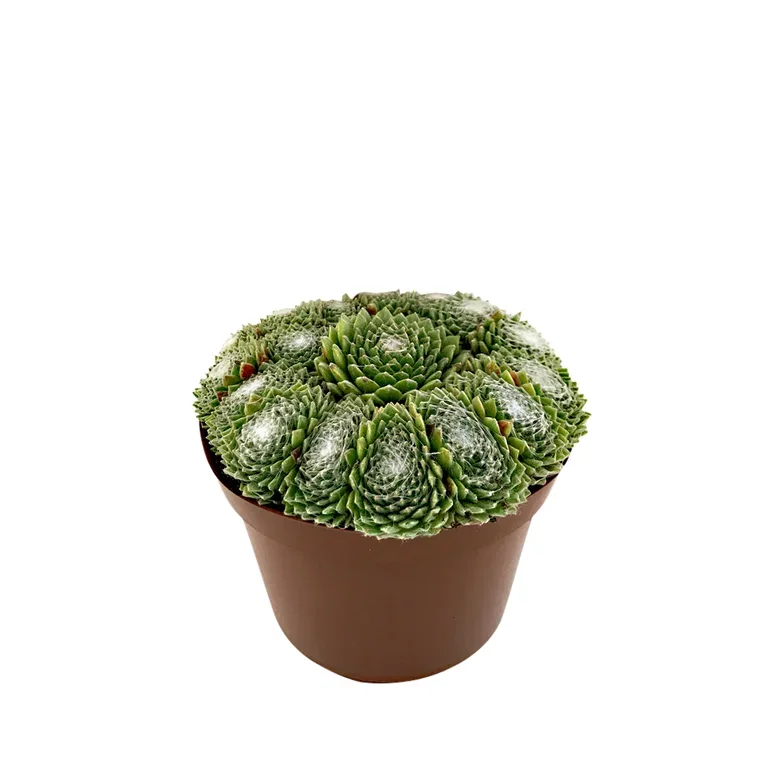 Sempervivum Takløk miks Ø12 cm