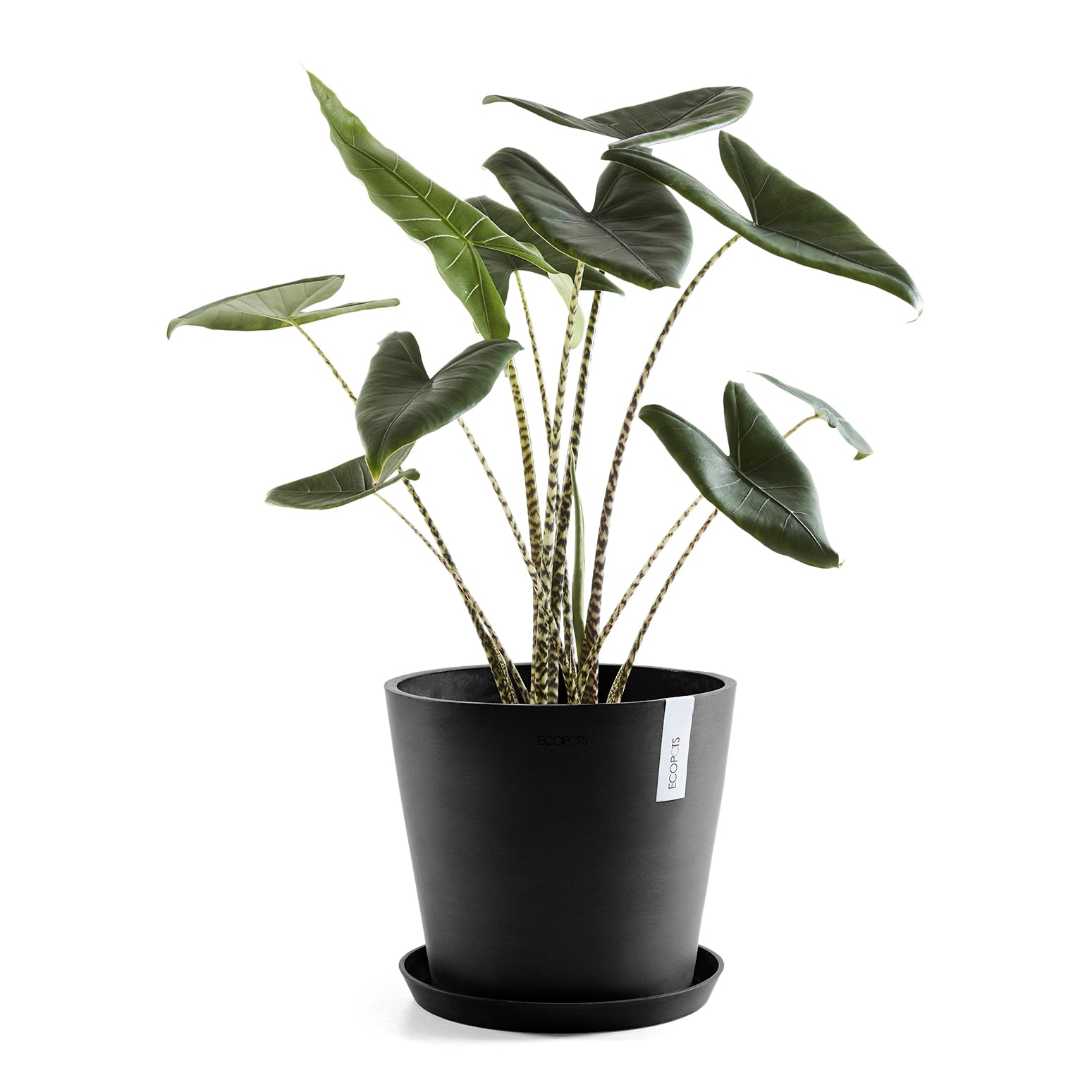Ecopots Amsterdam 40