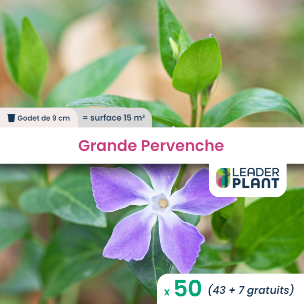 50 x grande pervenche en godet