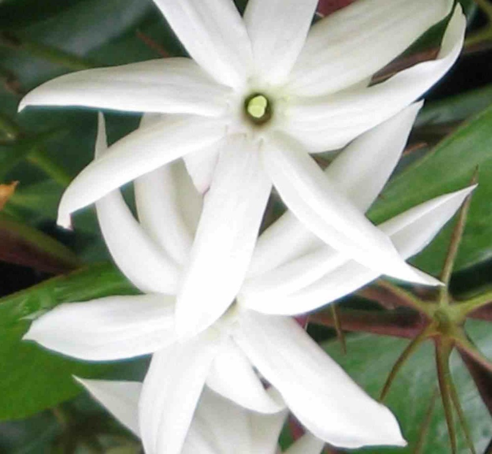 Jasminum nitidum (jasmin aile d'ange) blanc - taille pot de 2 litres - 30/50 cm