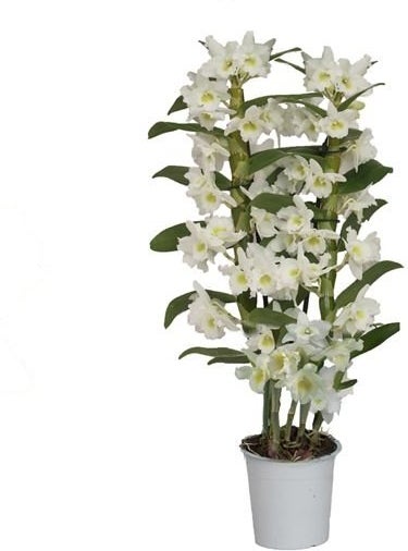 Bamboe orchidee (Dendrobium nobile 'Apollon') 2 tak, D 12 H 50 cm