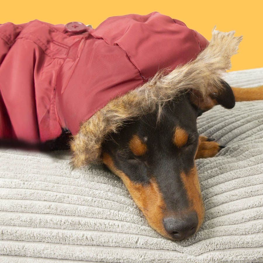 Casaco com capuz Outech cor bordô para cães