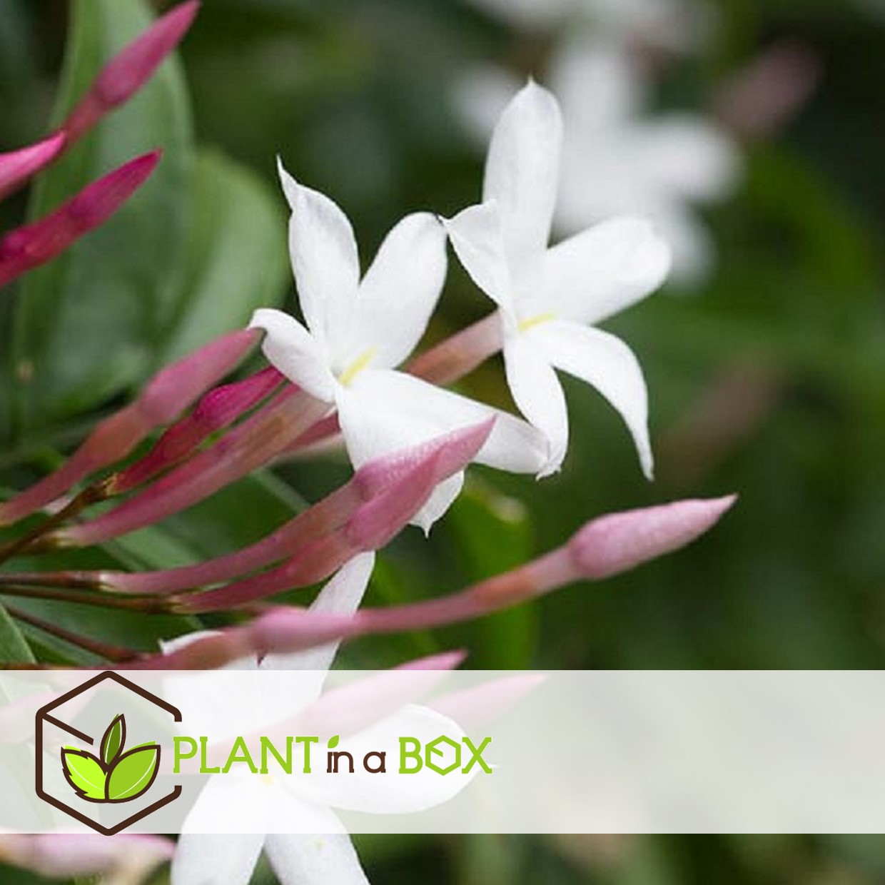 Jasminoides officinale - set de 6 - blanc - jasmin - pot 9cm - hauteur 25-40cm