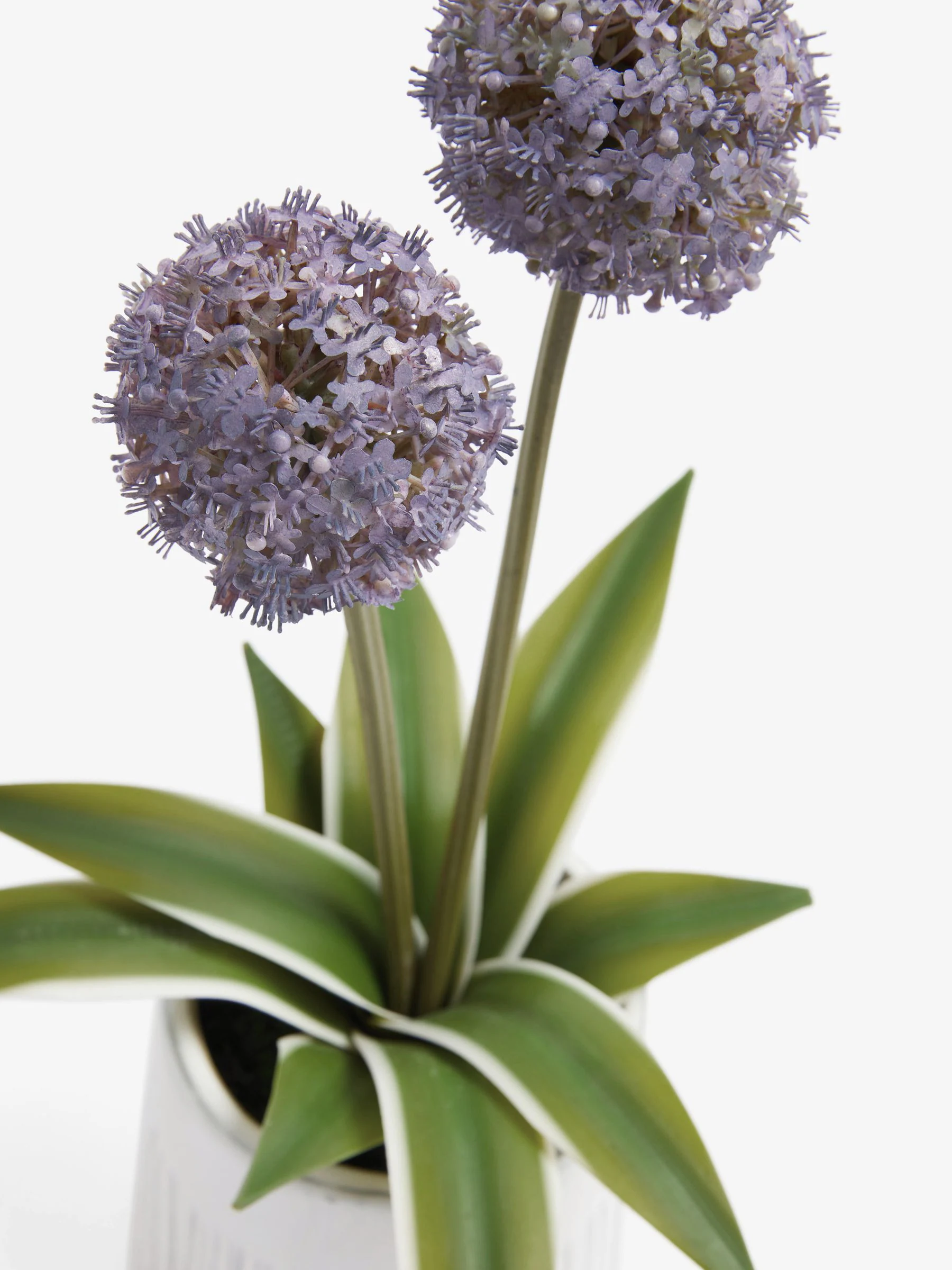 Artificial Allium Plant In Ribbed Ceramic Pot