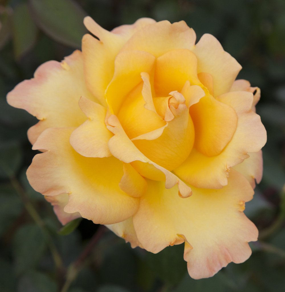 Rosier eureka ® meizambaizt le pot de 3l