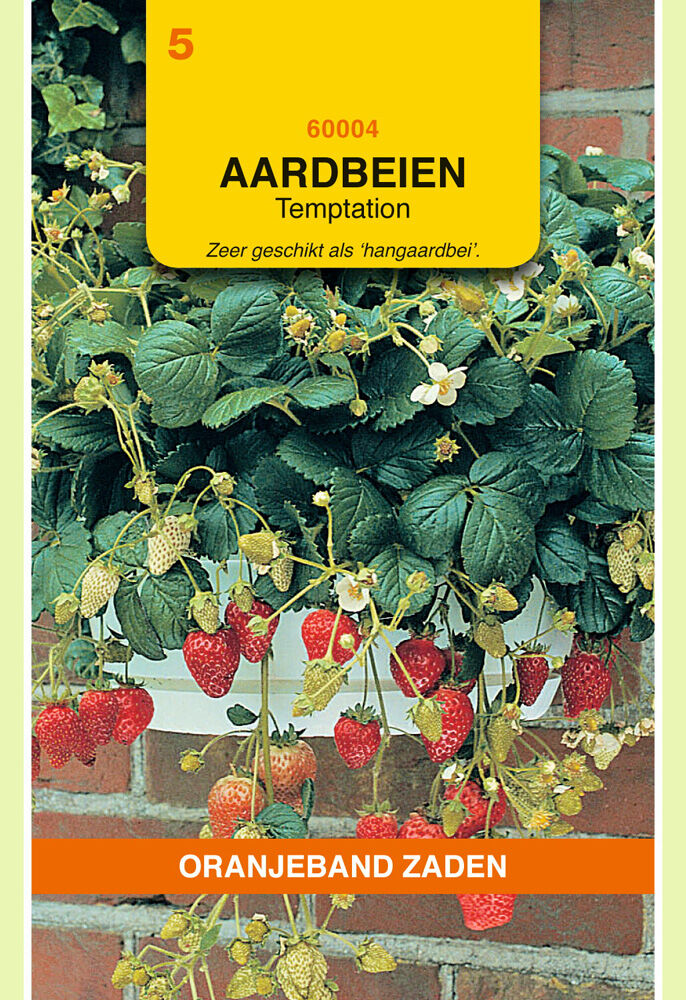 Oranjeband zaden Hangaardbeien Temptation - Groentezaden