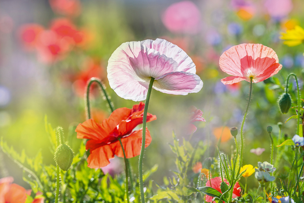 Akustikbild MOHNBLUMEN 4 80x120cm, 7kg