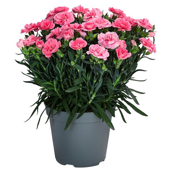 Garten-Nelke, verschiedene Farben