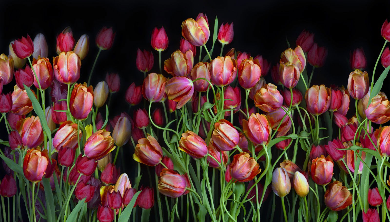 Florescence VII by Juan Fortes - Open Edition.