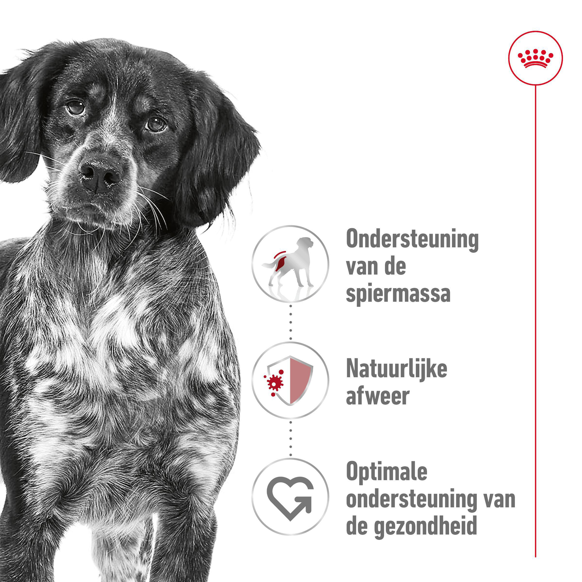 Royal Canin Medium Adult 7+ - Hondenvoer