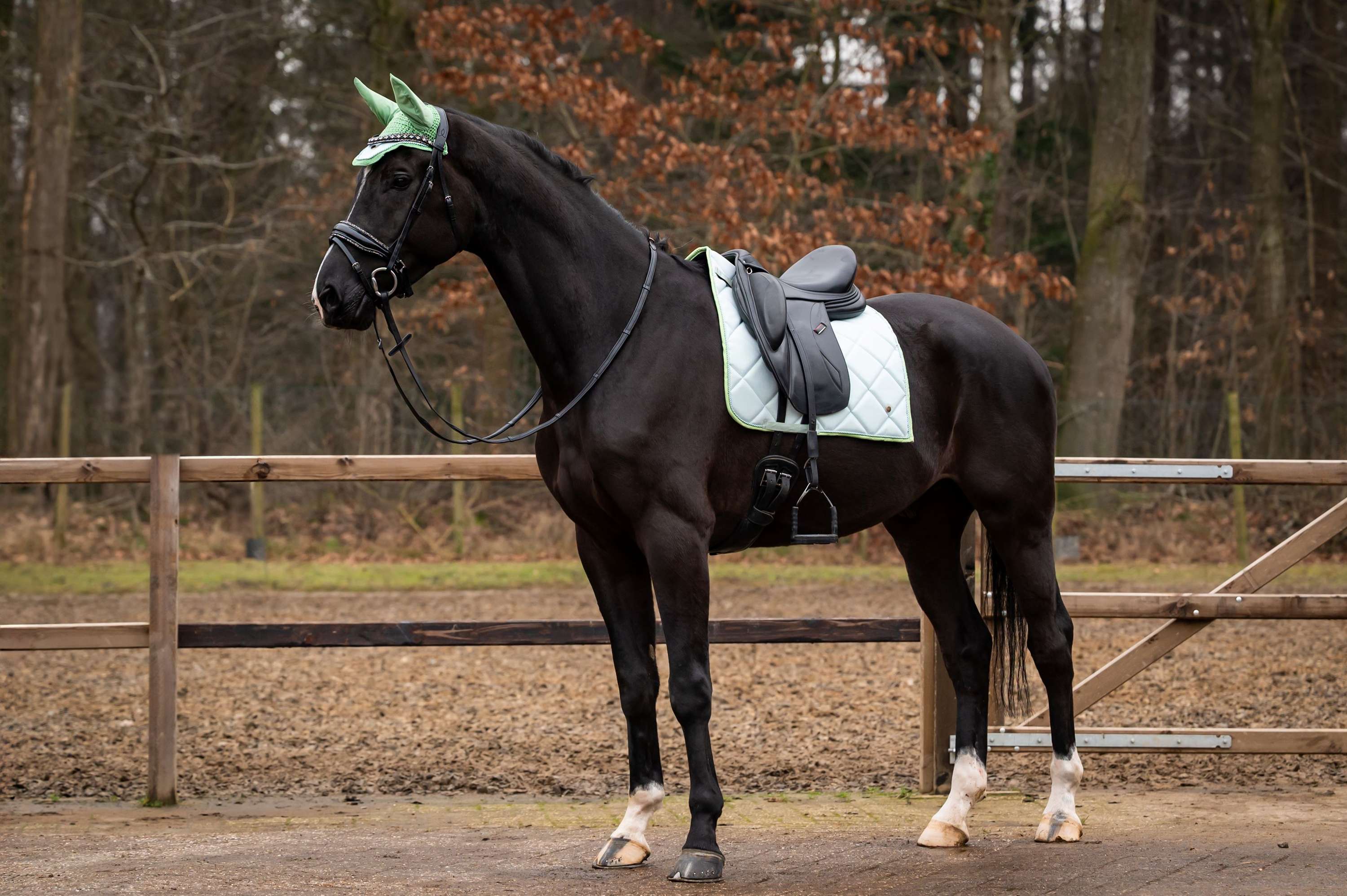 HB Showtime Zadeldekje Spring Dressuur Mintgroen