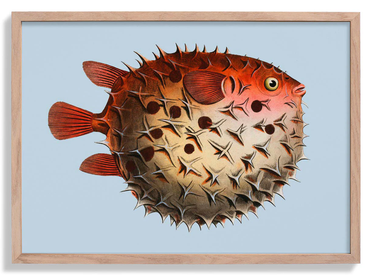 Kugelfisch