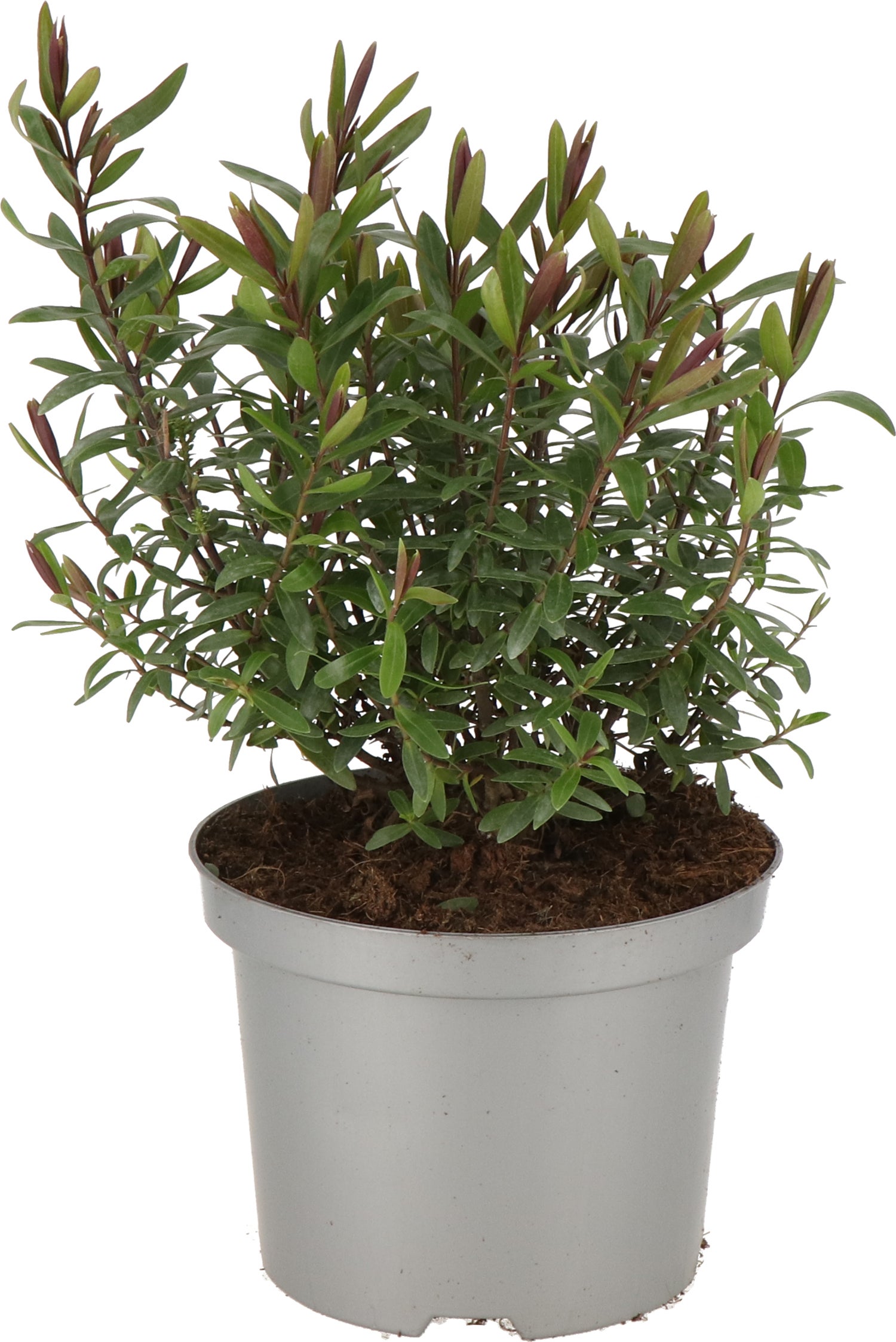 Struikveronica (Hebe 'Bouquet') D 17 H 25 cm