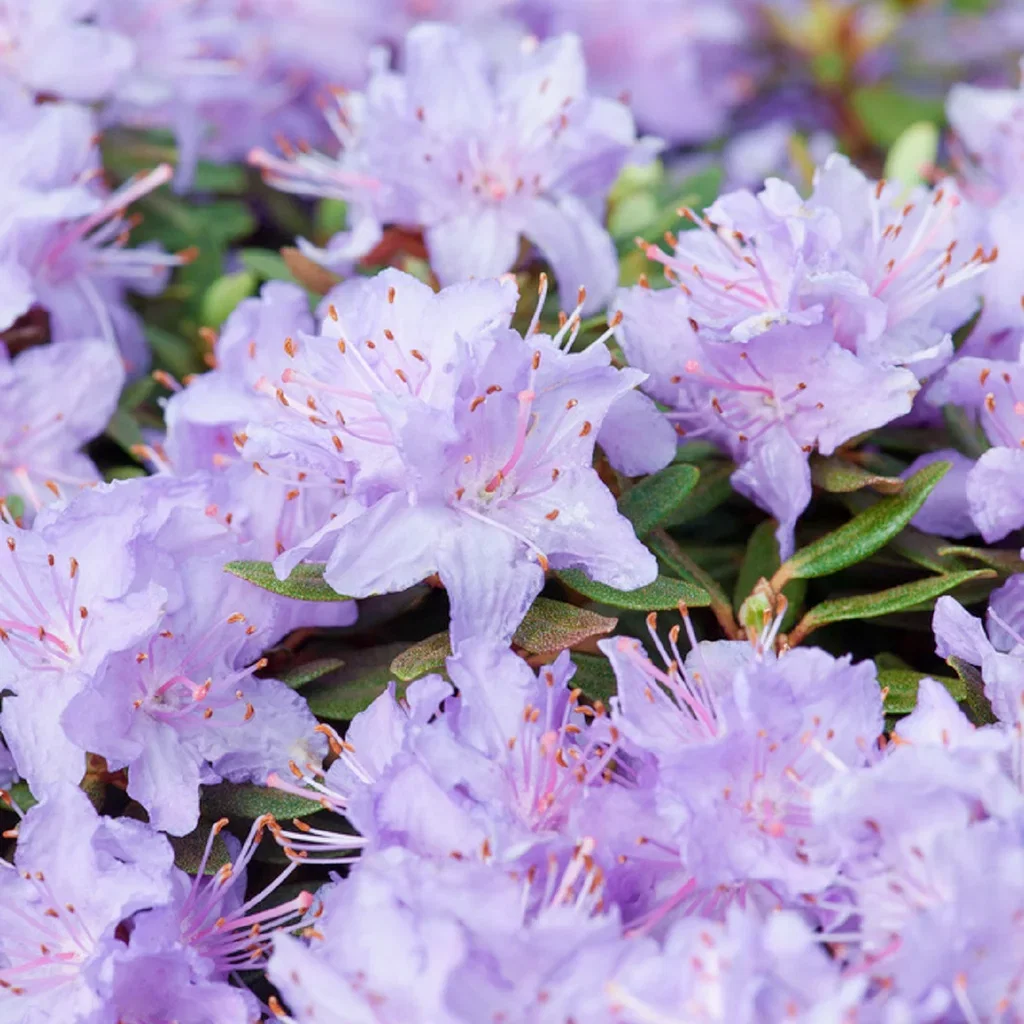 Rhododendron 'Ramapo' 19cm Rododendron 'Ramapo' Ø19 cm
