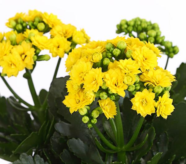 Flammendes Käthchen - Kalanchoe