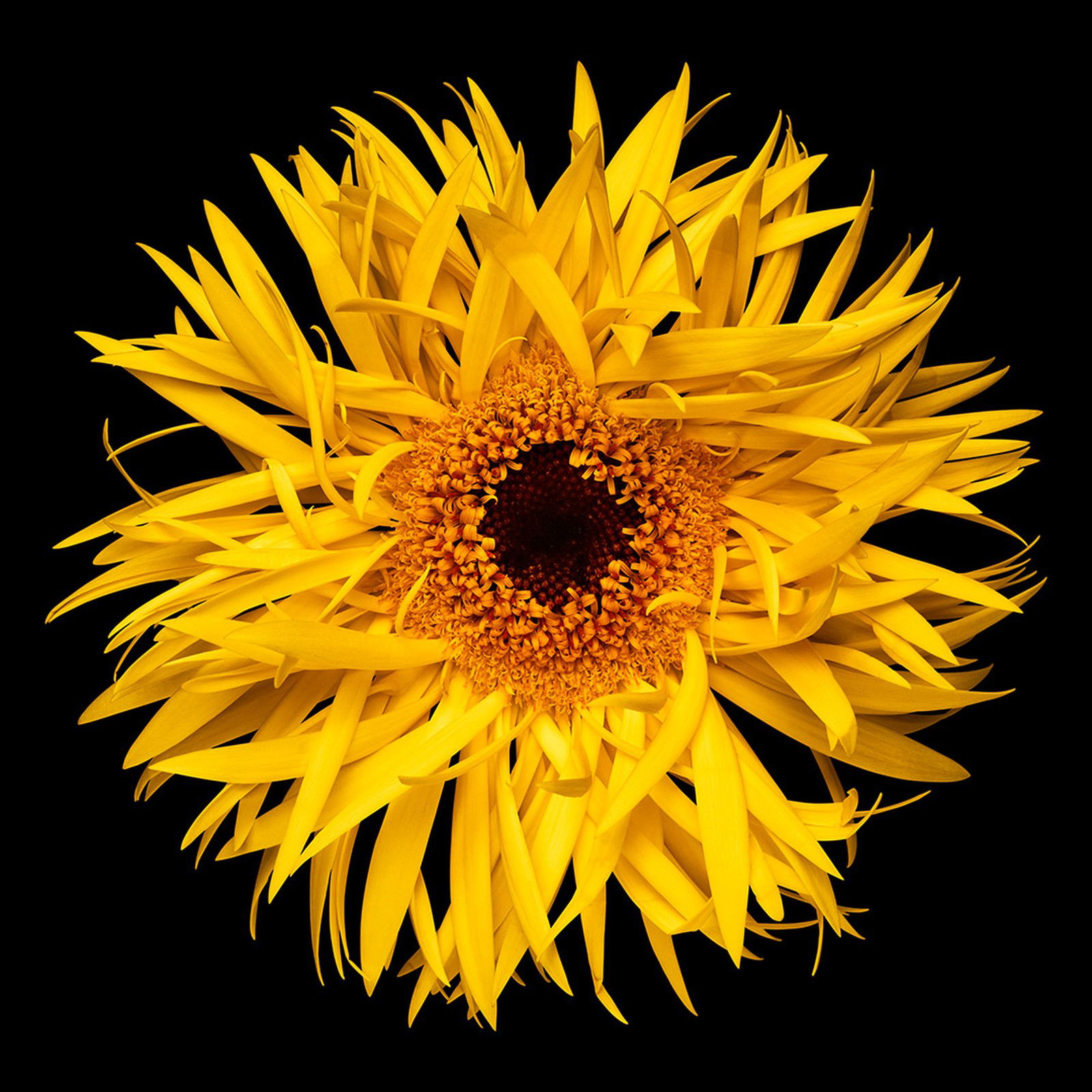 Blossom V by Heiko Hellwig - Limited Edition. Edition of: 150. Signed.