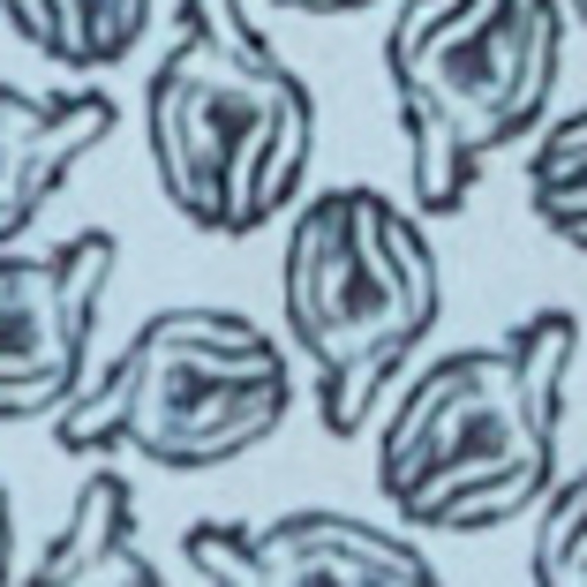 Hemd regular mit Allover-Print
