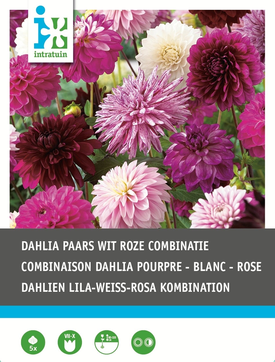 Intratuin Dahlia knol (Dahlia) paars wit violet gemengd 5 stuks