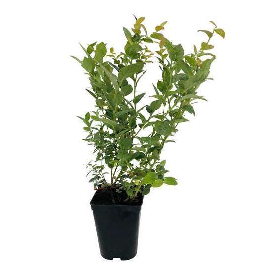 Myrtillier 'Darrow' bio : pot de 3 litres