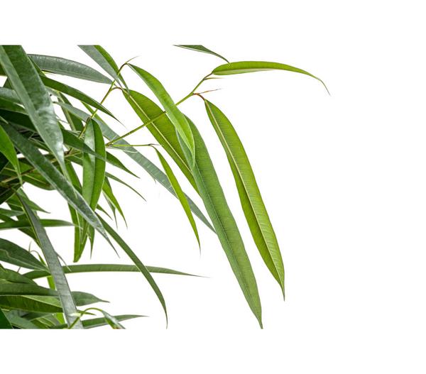 Birkenfeige - Ficus benjamina 'Forever',