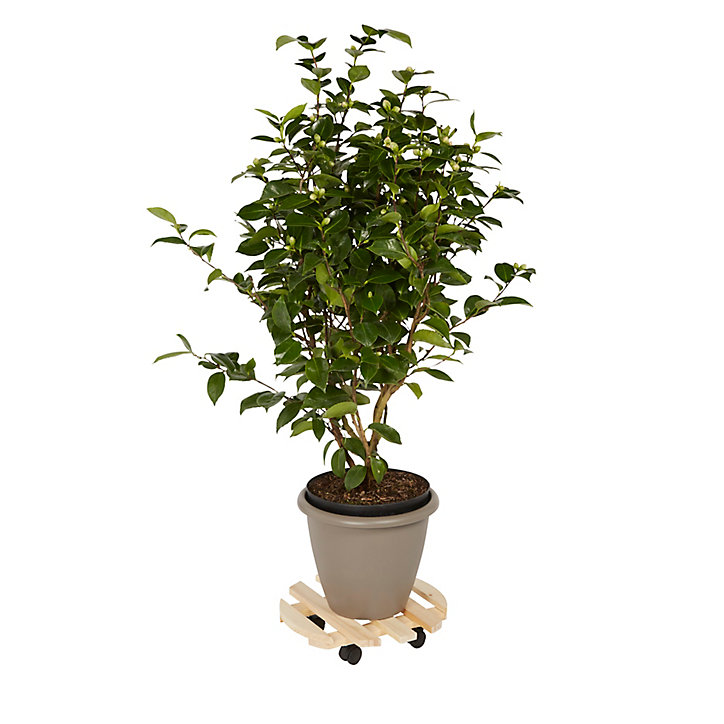 Plateau de manutention rond Diall 80 kg