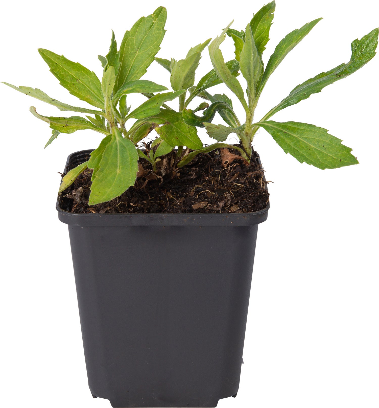 Aster (Aster ageratoides 'Ashvi') D 9 H 10 cm