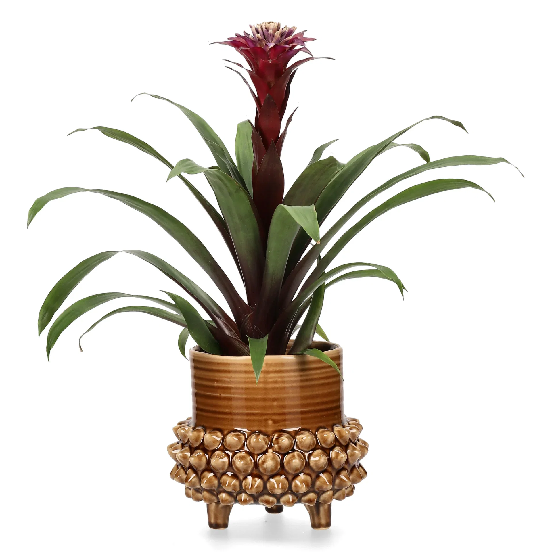 Guzmania Guzmania Høyde 40 cm