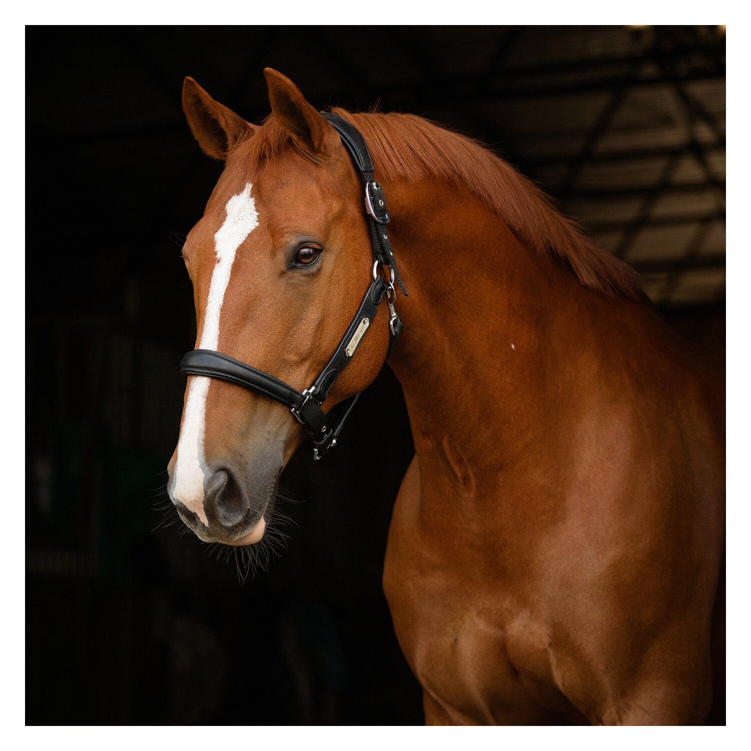 LeMieux Core Lederhalfter Capella  - black - Warmblut