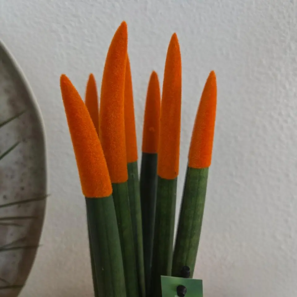 Afrikaanse Speerplant - Sansevieria cylindrica - Hoogte 20-40cm - Pot 9cm
