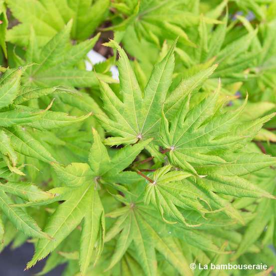 Acer shirasawanum Autumn Moon : C5L h30/40cm